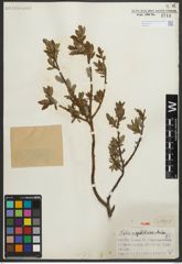 Foto von Salix myrtillacea Andersson